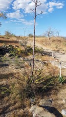 Agave angustifolia rubescens