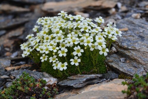 Musky saxifrage (Saxifraga muscoides)