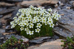 Saxifraga muscoides, photograph (c) Flavien Saboureau, some rights reserved (CC BY)