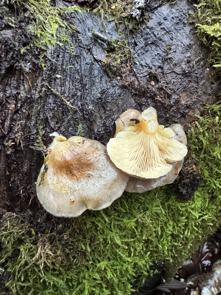 Sarcomyxa serotina · December 2025 · photo: © lamma_ (iNaturalist, cc-by-nc)