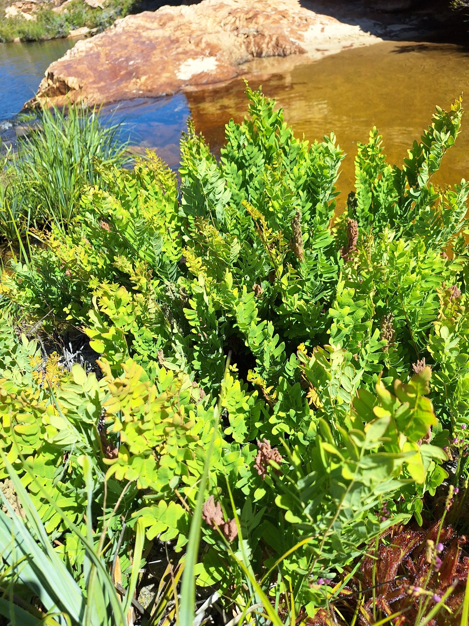Southern Royal Fern (Osmunda acuta)
