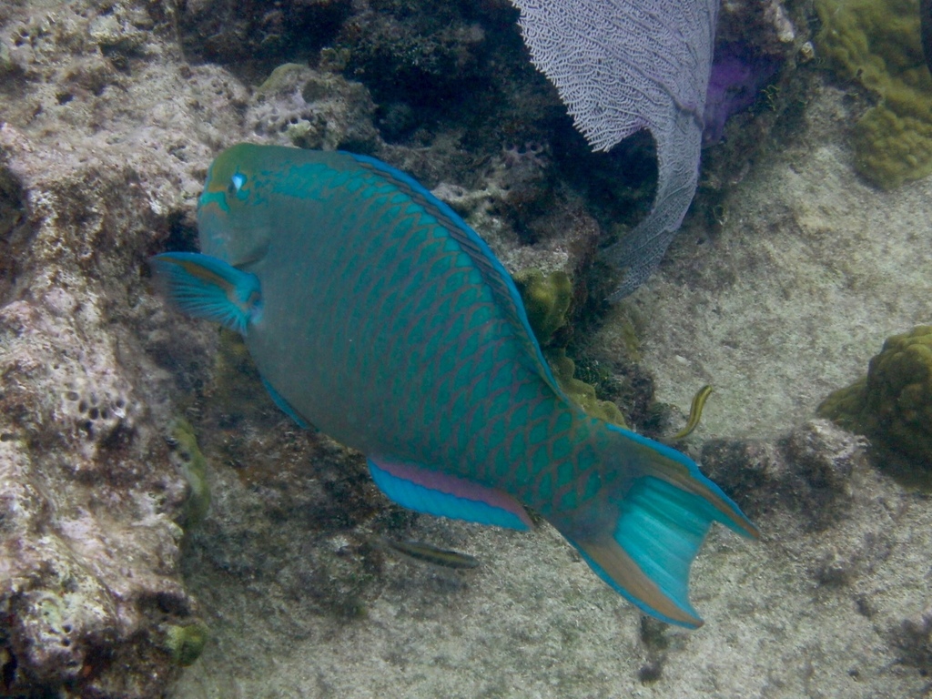 Photo of Queen parrotfish (Scarus vetula)