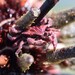 ムラサキゴカクガニ