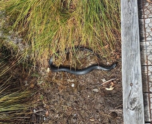 Tiger Snake sighting