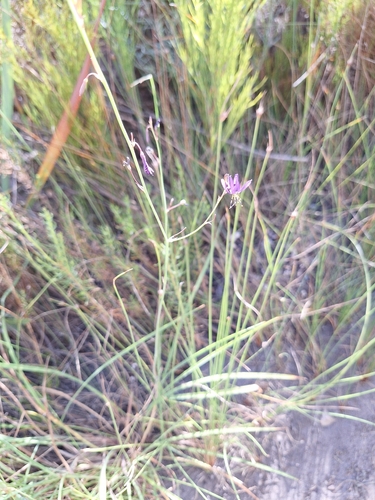 Allday Grasslily (Caesia sabulosa)