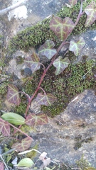 Hedera helix
