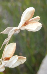 Gladiolus patersoniae