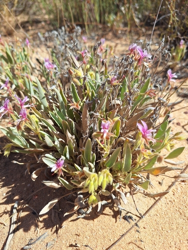 Katbakkies fours storksbill (Pelargonium caespitosum)