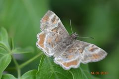 Systasea pulverulenta