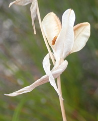Gladiolus patersoniae
