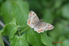 Systasea pulverulenta