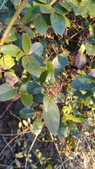 Viburnum tinus