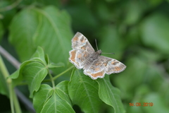 Systasea pulverulenta