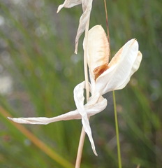 Gladiolus patersoniae