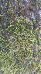 Bryophyta
