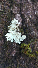 Fungi