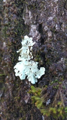 Fungi