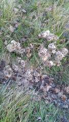 Asteraceae