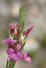 Muraltia ericoides