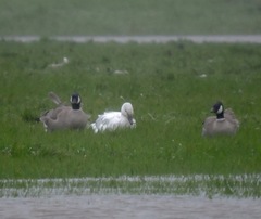 Branta hutchinsii leucopareia