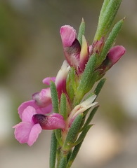Muraltia ericoides
