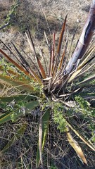Agave angustifolia rubescens