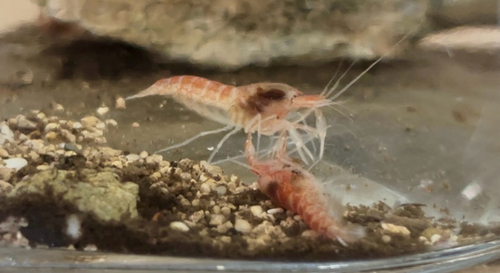 Metabetaeus lohena, 2025-12-01