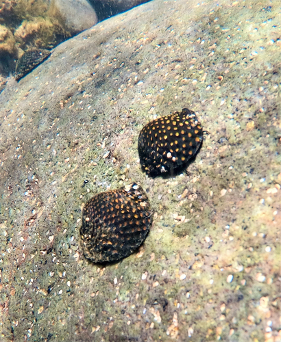 Neritona granosa, 2019-10-17