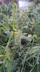 Calendula arvensis