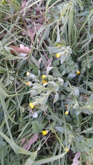 Calendula arvensis