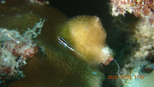 Eviota mikiae observed 2025-12-05