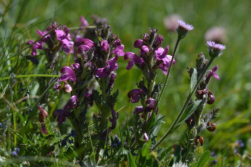 Tufted Lousewort (Pedicularis gyroflexa)