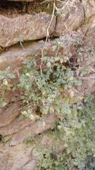 Parietaria judaica