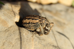 Brachycerus barbarus