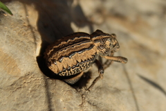 Brachycerus barbarus