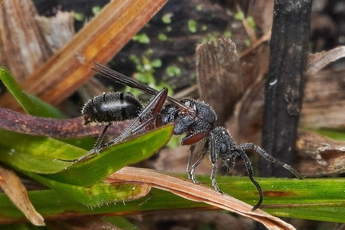 Dolichoderus scabridus photo 3
