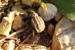 Brachycerus barbarus