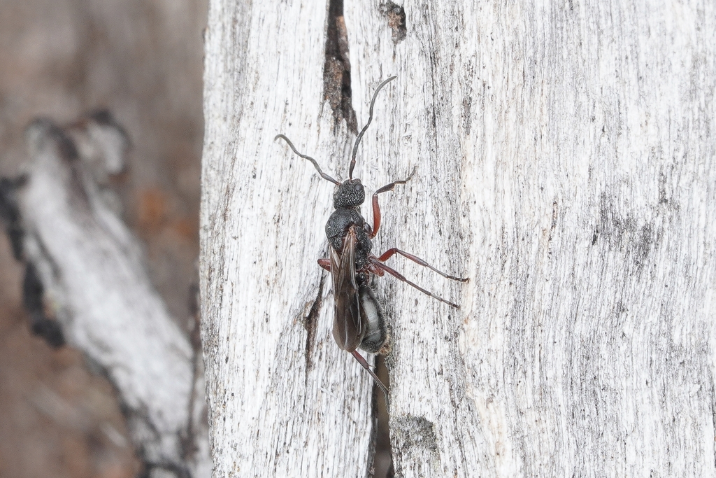 Dolichoderus scabridus