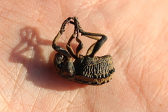 Brachycerus barbarus