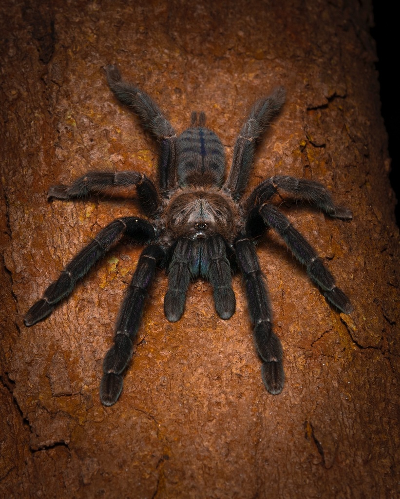 Phormingochilus arboricola