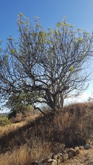 Pseudosmodingium andrieuxii