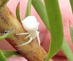 Thomisus kalaharinus