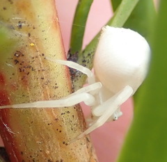 Thomisus kalaharinus