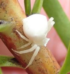 Thomisus kalaharinus