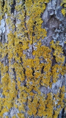 Xanthoria parietina