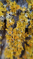 Xanthoria parietina