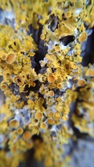 Xanthoria parietina