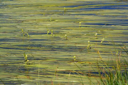 Narrow-leaved Bur-reed (Sparganium angustifolium)
