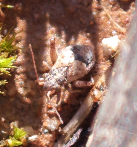 Dimorphocoris debilis