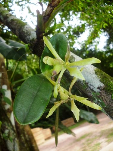 Epidendrum yojoaense Hágsater & L.Sánchez
